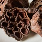 Dried Lotus Pods - Brown