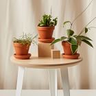 Bloomscape Live Hoya Plant w/ Planter - Set of 3