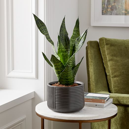 Live Sanseviera Plant W  Grow Pot - 12