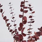 Dried Eucalyptus Bundle - Red
