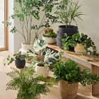 Faux Potted Maidenhair Fern Plant