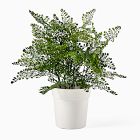 Faux Potted Maidenhair Fern Plant