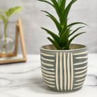 SampleHAUS Zulu Cachepot Planters