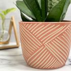 SampleHAUS Zulu Cachepot Planters