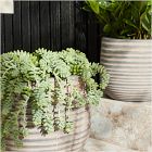 Grooved Terracotta Indoor/Outdoor Planters