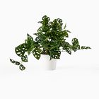 Faux Potted Trailing Monstera Plant