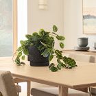 Faux Potted Herringbone Maranta Plant