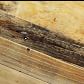Video 1 for Emmerson&#174; Solid Reclaimed Wood Rectangle Dining Table (62&quot;, 72&quot; &amp; 87&quot;)