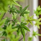 Faux Maple Potted Tree