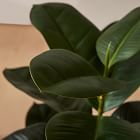 Faux Potted Rubber Tree