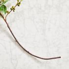 Faux Coffee Branch