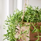 Live Succulent String of Bananas w/ Hanging Planter