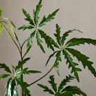 Faux Potted Brachychyton Rupestris Tree