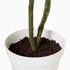 Faux Potted Brachychyton Rupestris Tree
