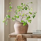 Faux Potted Bursera Plant