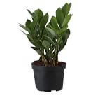 Live ZZ Plant w/ Grow Pot
