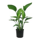 Live Bird Of Paradise Plant w/ Grow Pot