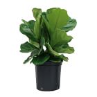 Live Ficus Plant w/ Grow Pot