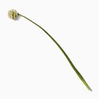 Faux Allium Branch