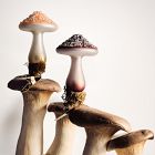 Clip-On Mushroom Ornaments