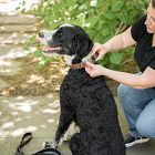 Steele Canvas Dog Collar