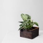 Formr Diamond Self-Watering Planter