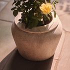Colin King Washed Ficonstone Planters