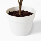 Faux Potted Bursera Plant