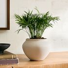 Live Neanthe Bella Palm Plant in Grow Pot