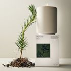 West Elm Homescent Collection - Slopeside Pine