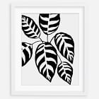 Living Pattern Framed Print - Calathea Leopardina