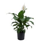 Live Peace Lily Plant