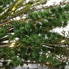 Pre-Lit Faux Mixed Pine Garland