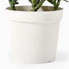 Faux Potted Jade Plant