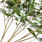 Faux Branchy Eucalyptus Branches (Set of 3)