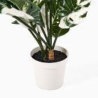 Faux Potted Variegated Monstera Plant
