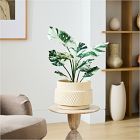 Faux Potted Variegated Monstera Plant