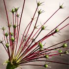 Faux Firework Allium Stem