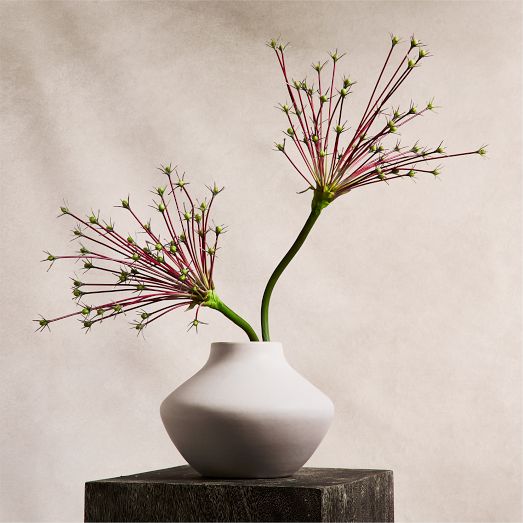 Live Aloe Vera Plant w/ Grow Pot | West Elm