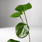 Faux Potted Caudex Plant