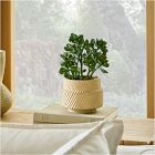 Faux Potted Jade Plant