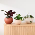 Organic Ceramic Tabletop Planters