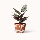 Franca NYC Cara Planter