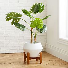 Planter &amp; Plant Sets