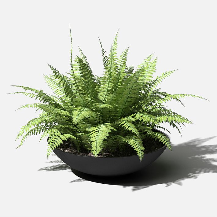 Veradek Lane Indoor/Outdoor Bowl Planter | West Elm