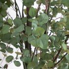 Faux Potted Eucalyptus Tree