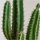 Faux Potted Cactus Plant