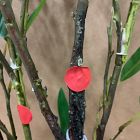 Open Box: Faux Potted Eucalyptus Tree