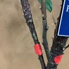 Open Box: Faux Potted Eucalyptus Tree