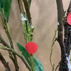 Open Box: Faux Potted Eucalyptus Tree